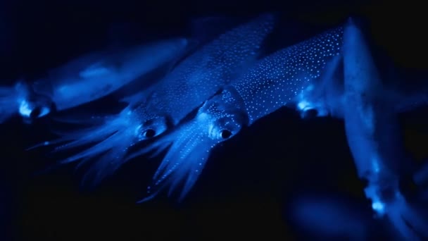 Nahaufnahme Von Glühwürmchen Tintenfischen Die Ihr Eigenes Licht Erzeugen Mit — Stockvideo