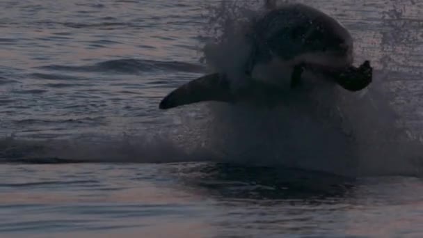 Медленное Движение Гигантских Белых Акул Carcharodon Carcharias Выпрыгивает Воды Охоты — стоковое видео