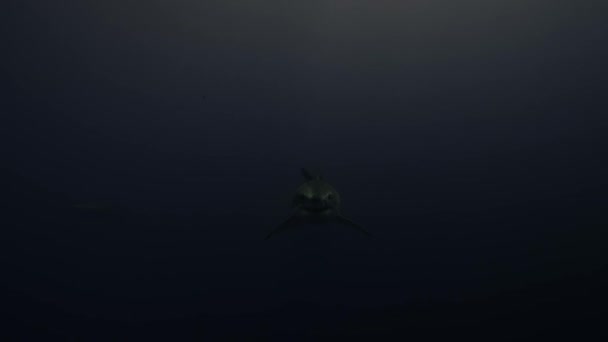 Close Great White Shark Carcharodon Carcharias Nadando Frente Uma Câmera — Vídeo de Stock
