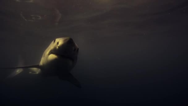 Közelkép Nagy Fehér Cápa Carcharodon Carcharias Úszik Kamera Előtt Mossel — Stock videók