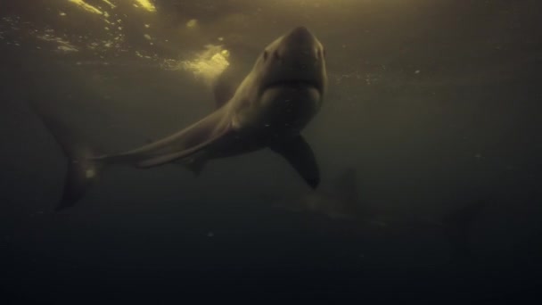 Närbild Great White Shark Carcharodon Carcharias Simma Framför Kamera Mossel — Stockvideo