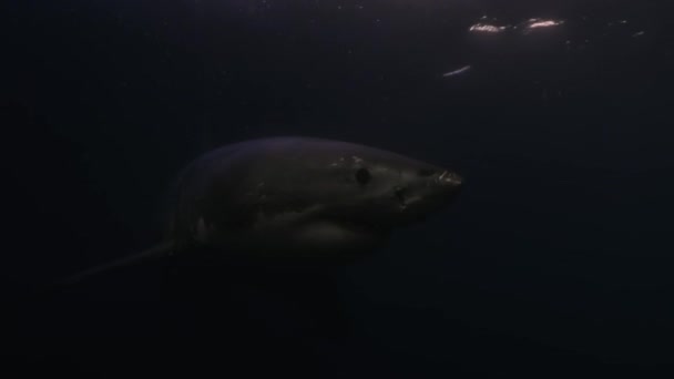 南アフリカのモッセル湾でカメラの前で泳ぐグレート ホワイト シャーク カルチャロドン カルチャラス の閉鎖 — ストック動画
