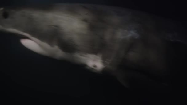 Primer Plano Great White Shark Carcharodon Carcharias Nadando Frente Una — Vídeos de Stock