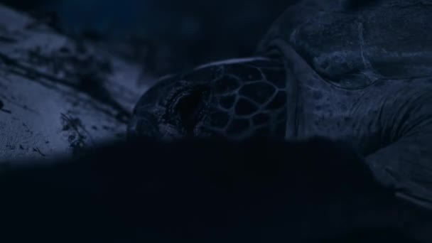 Green Sea Turtles Thousands Them Travel Pacific Raine Island Lagest — Stockvideo