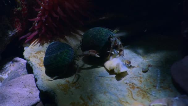 Caranguejos Eremitas Lutando Por Detritos Fora Amêijoa Morta Debaixo Água — Vídeo de Stock
