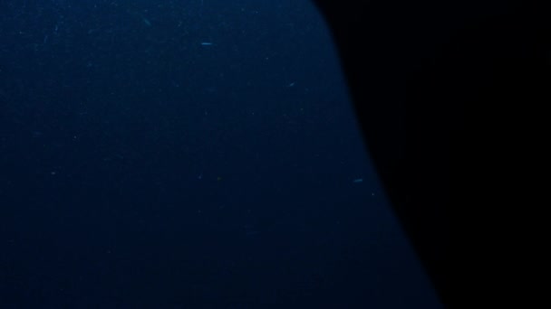 Manta Rochen Manta Alfredi Schwimmen Unter Der Oberfläche Ozeanen Ernähren — Stockvideo