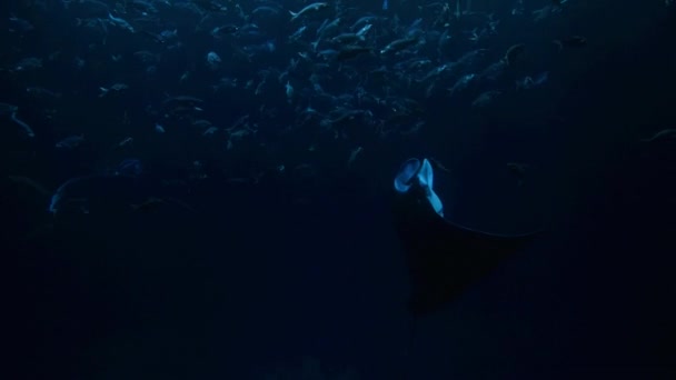 Manta Ray Manta Alfredi Swimming Surface Oceans Feed Zooplankton Pacific — Stock Video