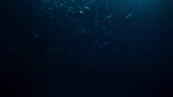Manta Ray Manta Alfredi Óceánok Felszíne Alatt Úszkál Zooplanktonnal Táplálkozik — Stock videók