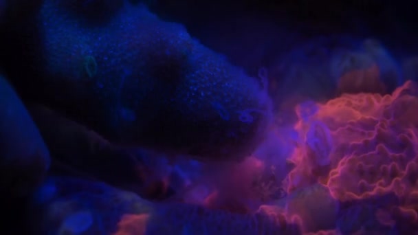 Close Coral Rosca Laranja Dissolvendo Seu Inimigo Com Enzimas Digestivas — Vídeo de Stock