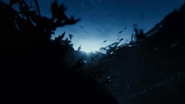 Морська Трава Posidonia Oceanica Природне Світло Під Поверхнею Води Середземному — стокове відео