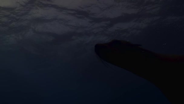 Sillhouette Focas Piel Nadando Océano Por Noche Mossel Bay Sudáfrica — Vídeos de Stock