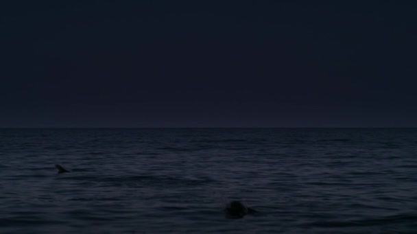 Sillhouette Focas Piel Nadando Océano Por Noche Mossel Bay Sudáfrica — Vídeos de Stock