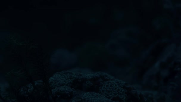 Κοράλλια Λάμπουν Στο Μπλε Φως Νύχτα Χρωστικές Τους Απορροφούν Υπεριώδες — Αρχείο Βίντεο