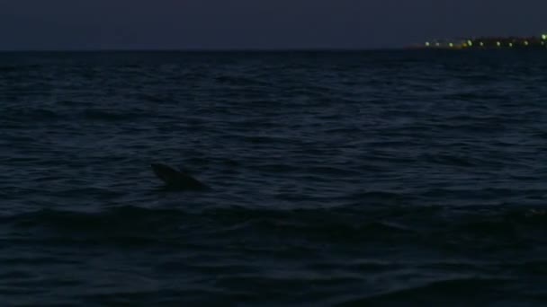南アフリカのモッセル湾で夜に海で泳ぐ毛皮のアザラシのシルエット — ストック動画