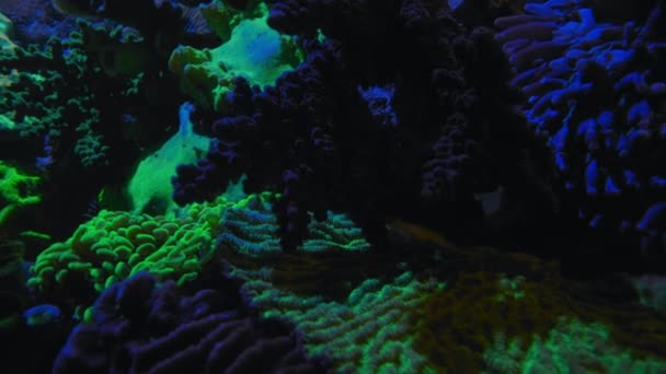 Los Corales Brillan Luz Azul Por Noche Sus Pigmentos Absorben — Vídeo de stock