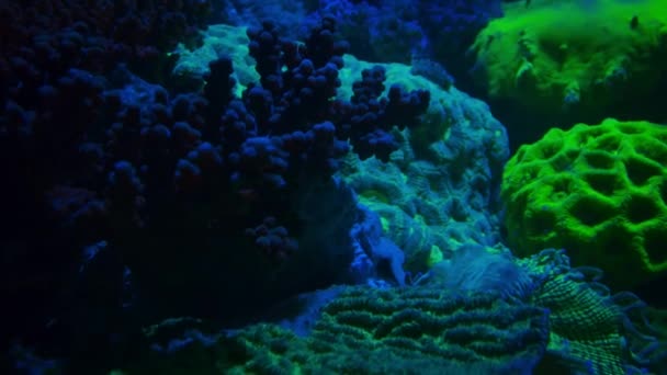 Κοράλλια Λάμπουν Στο Μπλε Φως Νύχτα Χρωστικές Τους Απορροφούν Υπεριώδες — Αρχείο Βίντεο