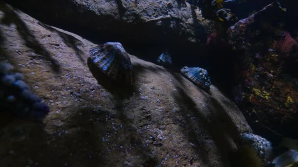 Timelapse Starfish Crawling Rock Underwater British Coast — Stock Video