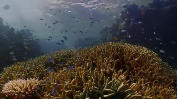 Escuela Peces Tropicales Colorido Arrecife Coral Submarino Raja Ampat Indonesia — Vídeos de Stock