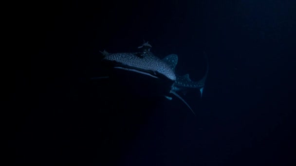 Portret Rekina Wieloryba Typus Nosorożca Otwartymi Ustami Karmienie Kryla Nocy — Wideo stockowe