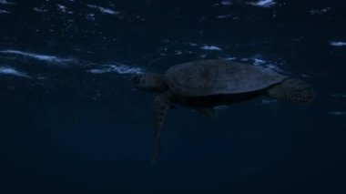 Green sea turtles, thousands of them travel across the pacific to Raine Island that is the lagest green sea turtles nesting site in the world, Great Barrier Reef, Australia.