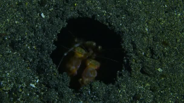 Close Tiger Mantis Shrimp Lysiosquilla Maculata Hole Lives Ocean Indonesia — Vídeo de Stock