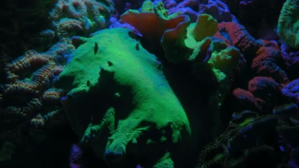 Close Coral Rosca Laranja Fica Seu Solo Submarino Noite — Vídeo de Stock