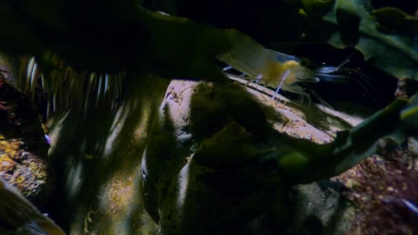 Ngiliz Sahillerinde Gece Vakti Bir Karidesin Kayalık Havuzunda — Stok video