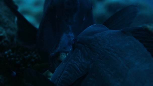 Close Bumphead Parrotfish Bolbometopon Muricatum Marine Life Pacific Ocean Remote — Stock Video