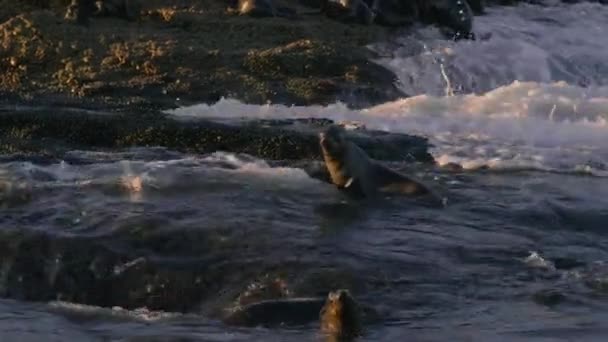 Güney Afrika Mossel Körfezi Ndeki Adada Kürk Foklarını Yavrularını Kapatın — Stok video