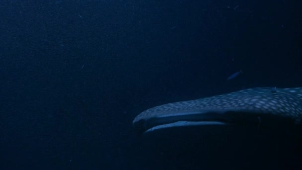 ジンベエザメ Rhincodon Typus が太平洋の動物プランクトンに餌を与えるために海で広大な距離を泳いでいるのを夜に閉じて パラオの遠隔諸島 — ストック動画