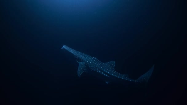 Primer Plano Del Tiburón Ballena Rhincodon Typus Nadando Grandes Distancias — Vídeo de stock