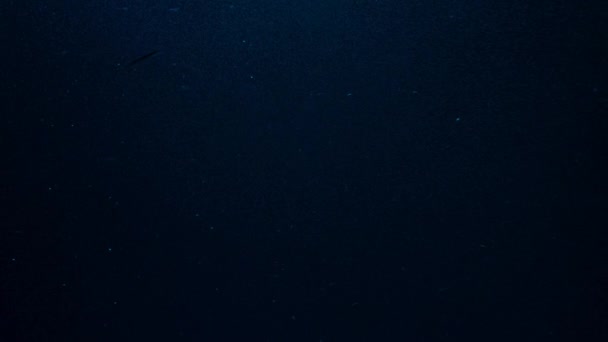 動物プランクトンの上昇と呼ばれる魚 ロブスター クラゲなどの幼虫の閉鎖は 太平洋の夜 パラオの離島で藻類を養うために上昇します — ストック動画