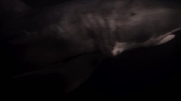 Primer Plano Great White Shark Carcharodon Carcharias Nadando Frente Una — Vídeos de Stock