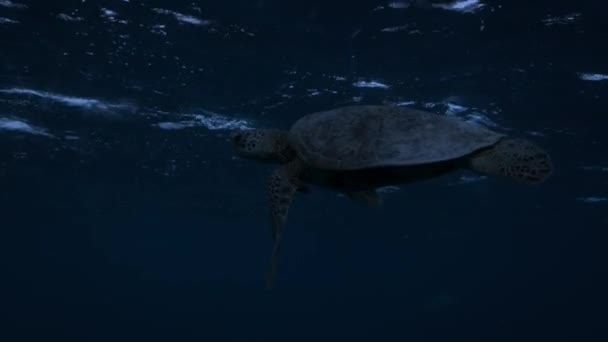 Green Sea Turtles Thousands Them Travel Pacific Raine Island Lagest — Stock Video