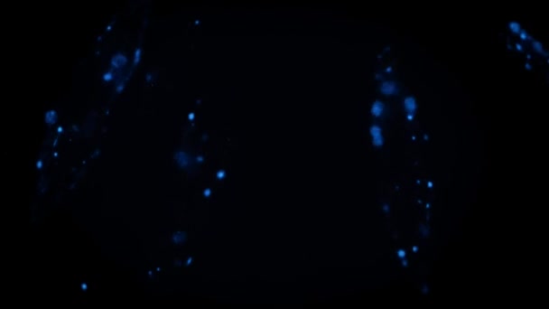 Luminous Tides Caused Billions Dinoflagellates Single Celled Creatures Toyama Bay — Stock Video