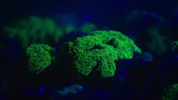 Korallerna Lyser Blått Ljus Natten Deras Pigment Absorberar Ultraviolett Ljus — Stockvideo