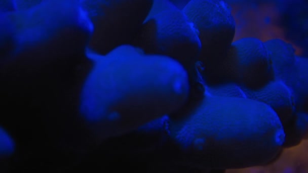 靠近一个桔子甜甜圈珊瑚 用消化酶溶解它的敌人 — 图库视频影像