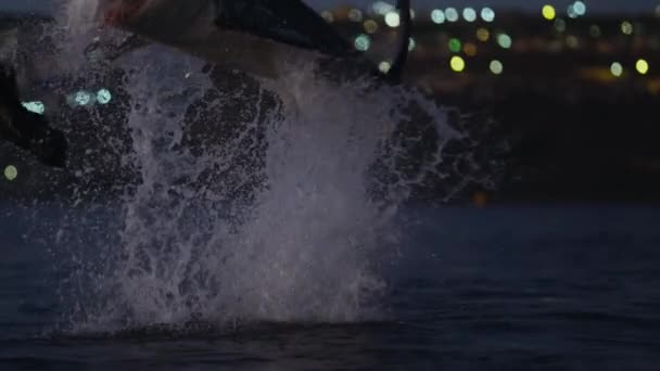 Close Great White Shark Carcharodon Carcharias Jump Out Water Hunting — Vídeo de Stock