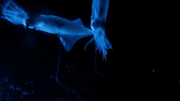 Close Firefly Squid Make Own Light Using Special Cells Called — Vídeo de Stock