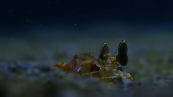 Close Tiger Mantis Shrimp Lysiosquilla Maculata Hole Lives Ocean Indonesia — Video