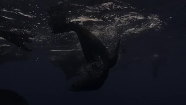 Sillhuett Pälssälar Som Simmar Havet Natten Mosselbukten Sydafrika — Stockvideo