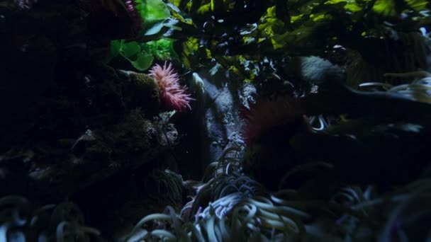Ngiliz Kıyısındaki Bir Kaya Havuzunda Denizşakayığı Sokmaya Yakın — Stok video
