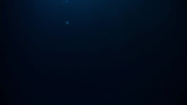 Manta Ray Manta Alfredi Nadando Abaixo Superfície Oceanos Alimentam Zooplâncton — Vídeo de Stock