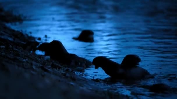 城市中心城市空气中的一组光洁的水獭 Lutrogale Perspicillata 夜间活动 — 图库视频影像
