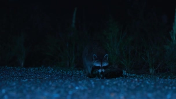 Closure Raccoon Procyon Lotor Nocturnal Hudson Estuary Newyork Usa — стоковое видео