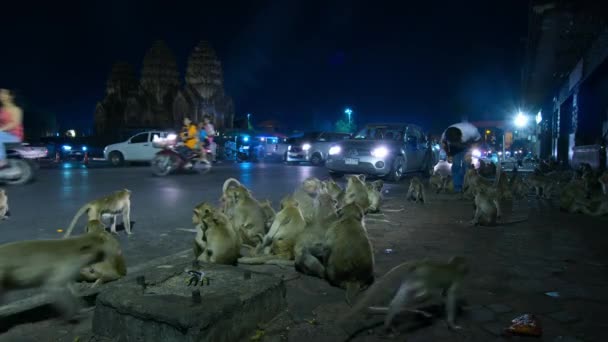 ロッブリの都市部に住む長い尾のあるマカクの群れ — ストック動画