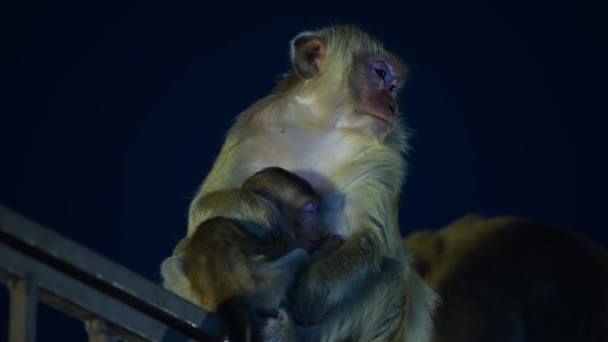 Primo Piano Del Macaco Coda Lunga Con Suo Bambino Seduto — Video Stock
