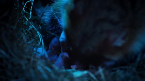 Černobřišní Křečci Krmí Novorozence Svém Hnízdě Vídeň Rakousko — Stock video