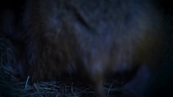 Svartmagad Hamster Matar Nyfödda Ungar Deras Wien Österrike — Stockvideo