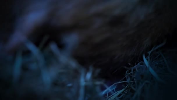 Zwarte Hamster Voedt Pasgeboren Pups Hun Nest Wenen Oostenrijk — Stockvideo